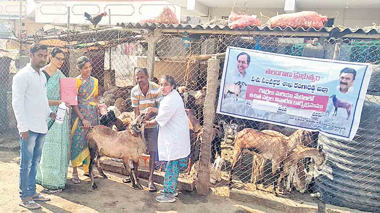 నట్టల మందుతో ఆరోగ్యంగా జీవాలు