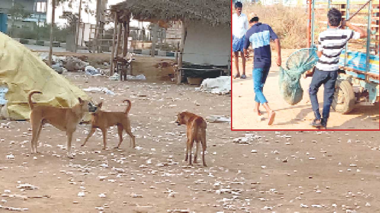 వీధి కుక్కలకు కుటుంబ నియంత్రణ టీకాలు