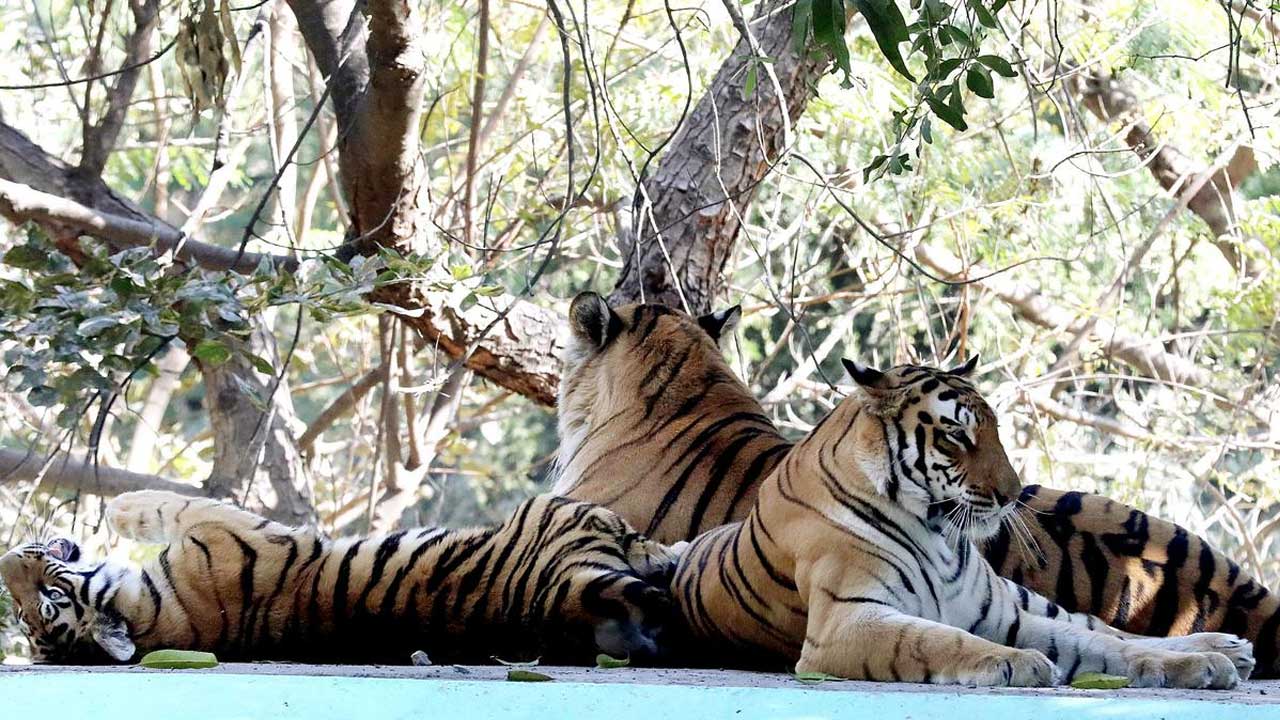 Supreme Court | దేశంలో పులుల మరణాలు.. కేంద్రానికి ‘సుప్రీం’ కీలక ఆదేశాలు..!