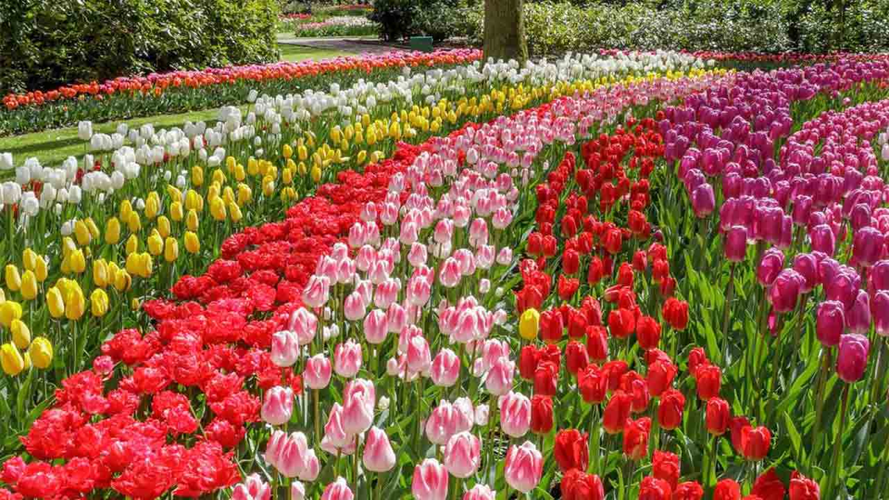 Tulip Garden | శ్రీనగర్‌లో కనువిందు చేస్తున్న తులిప్‌ అందాలు.. ఫొటోలు వైరల్‌..!