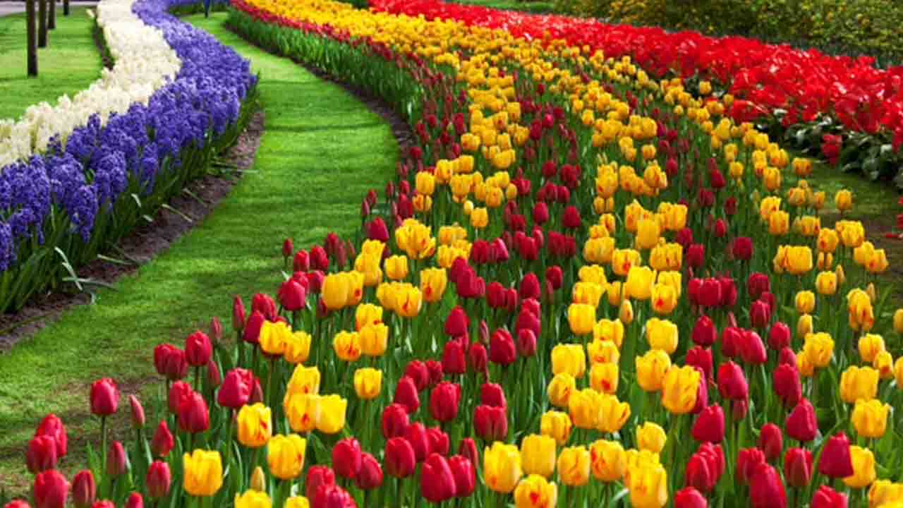 Tulip garden | కశ్మీర్‌లో తెరచుకున్న తులిప్‌ గార్డెన్‌.. పర్యాటకులకు కనువిందు చేయనున్న రంగురంగుల పూలు.. వీడియో