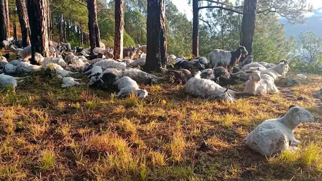 Lightning | పిడుగుపాటుకు 350కిపైగా మేకలు, గొర్రెలు మృతి