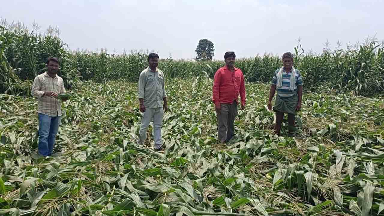 వ్యవసాయాధికారుల విస్తృత పర్యటన