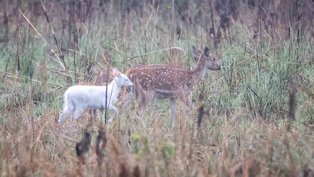 Viral photo | యూపీలో అరుదైన తెలుపు జింకపిల్ల ప్రత్యక్షం..!