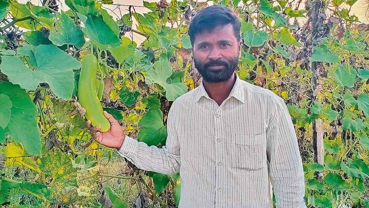 13 ఎకరాల్లో సేంద్రియ వ్యవసాయం