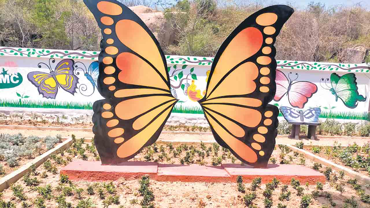 సీతాకోకచిలుకా.. నీవే వాలాలనీ..