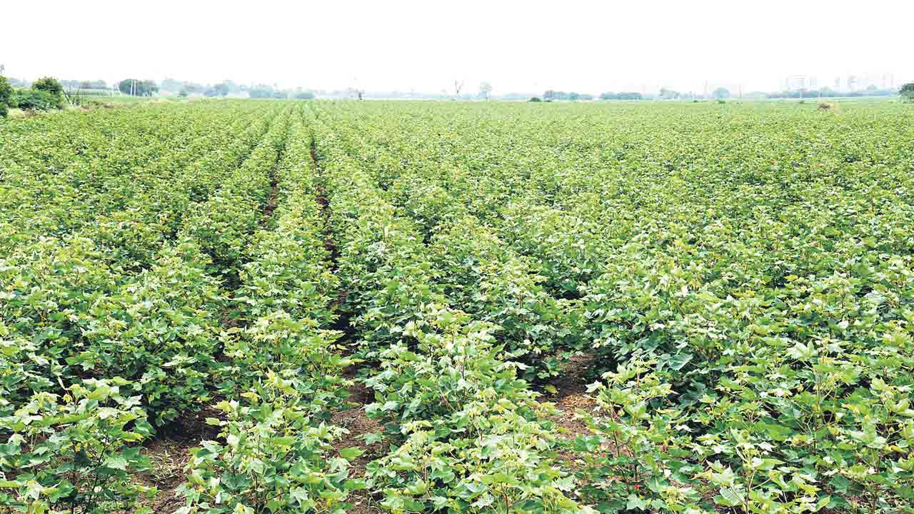 భారీగా పంట రుణాలు