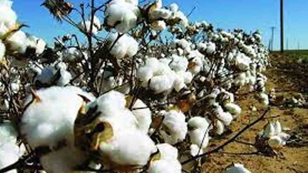 ఖమ్మం పత్తి వ్యాపారుల సమస్యకు పరిష్కారం