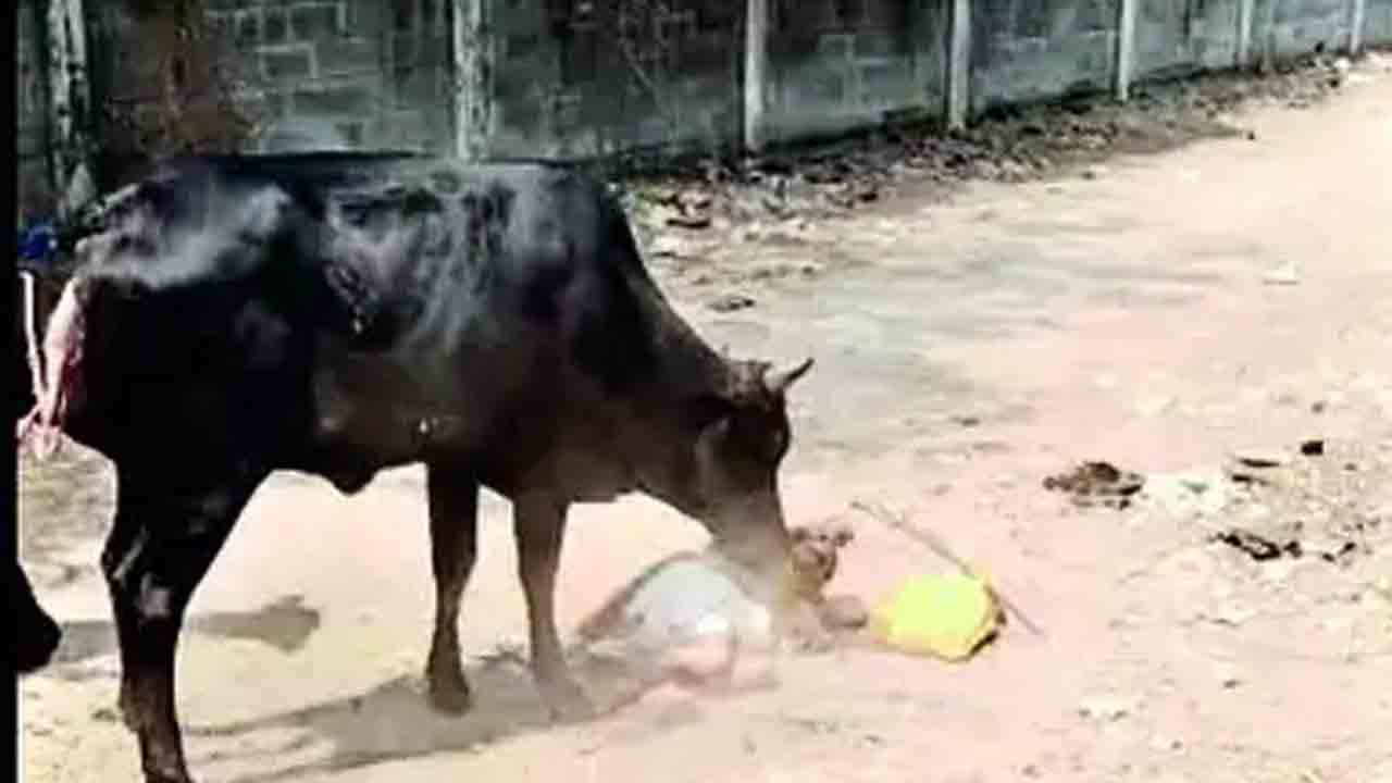 ఆవుల దాడిలో వృద్ధురాలి మృతి