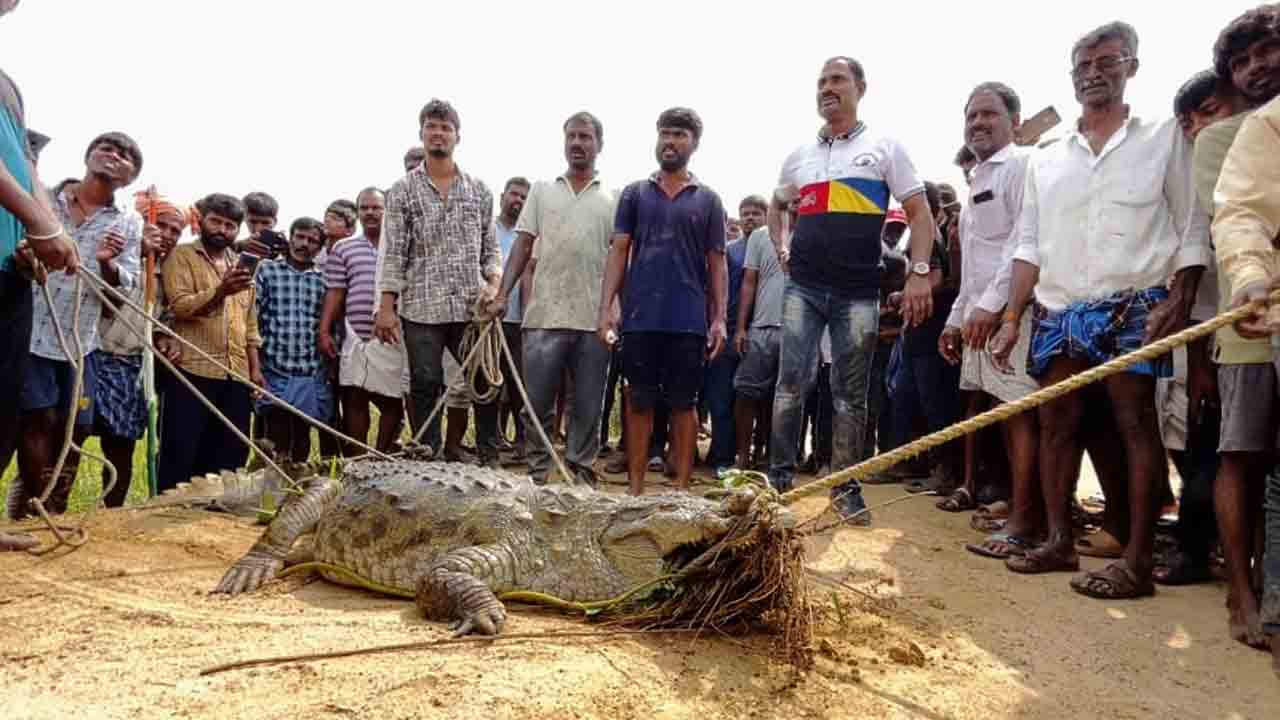Crocodile | పొలంలో 12 అడుగుల మొసలి.. వనపర్తి జిల్లాలో ఘటన