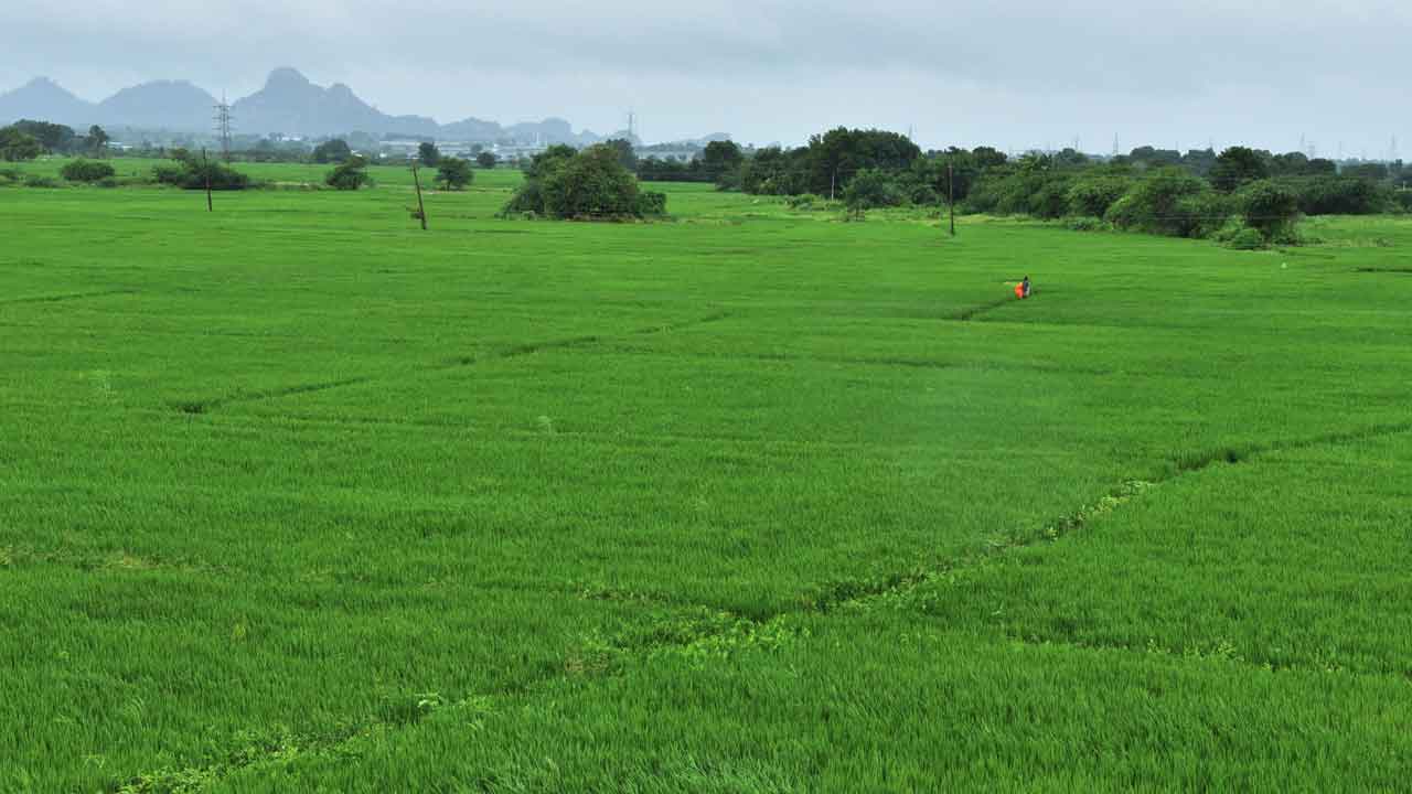 వరి.. జోరు!