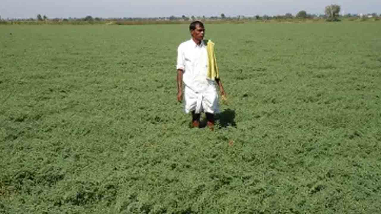 ఆధునిక సాగుకు ఇక్రిసాట్‌ రెండేండ్ల ప్రణాళిక