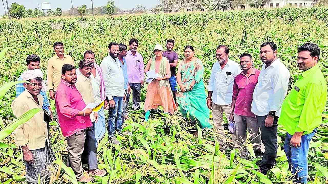 సర్వే వేగవంతం.. పంట నష్టంపై గ్రామం వారీగా పరిశీలన