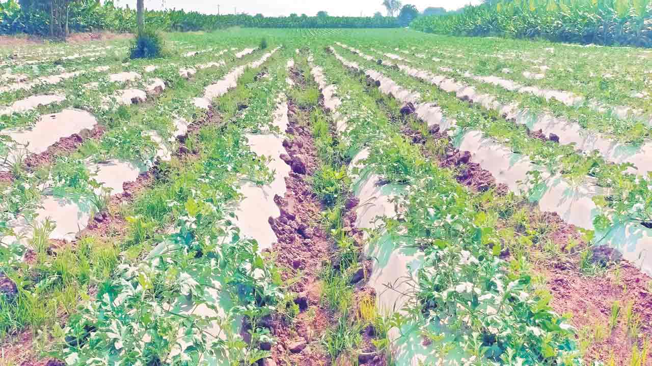 Mulching | రైతన్నలకు 30 శాతం అధిక లాభాలు తెచ్చిపెడుతున్న మల్చింగ్‌.. అసలేంటి ఈ ప్రాసెస్‌?
