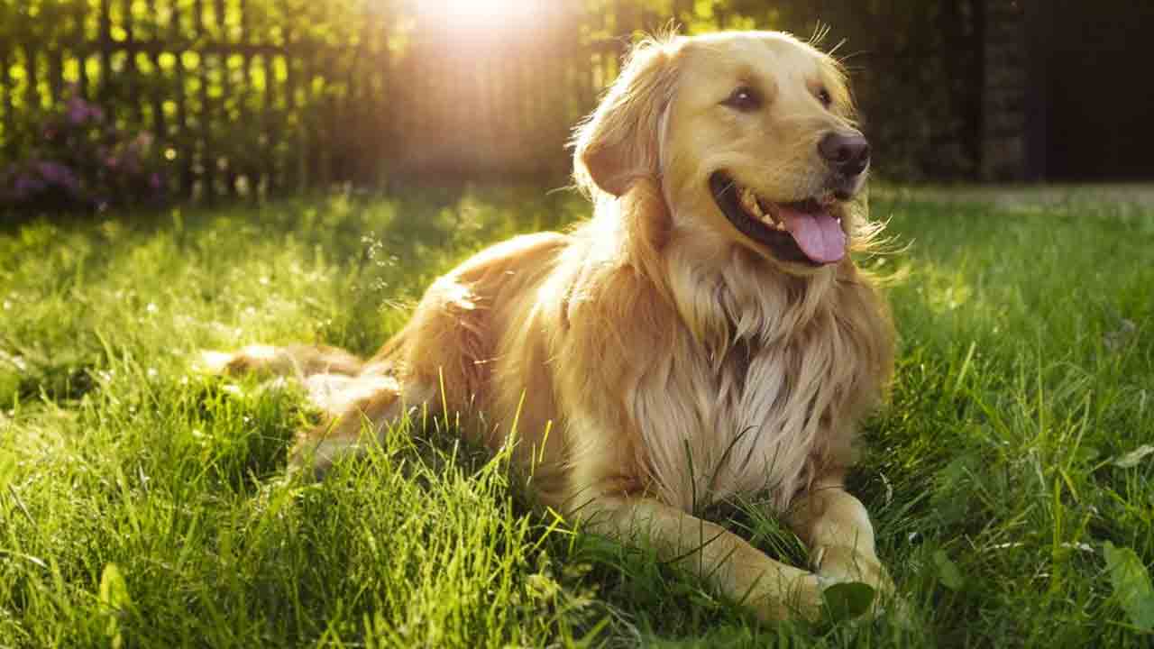 Dog Attack | ఆ కుక్క వ‌ల్లే నా కుమారుడి చేయి విరిగింది.. య‌జ‌మానిపై చ‌ర్య‌లు తీసుకోండి.. పోలీస్ స్టేష‌న్‌లో తండ్రి ఫిర్యాదు