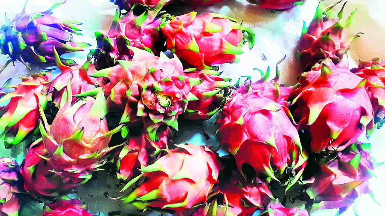 Dragon Fruit | డ్రాగన్‌ఫ్రూట్‌తో ఎకరానికి లక్ష ఆదాయం.. 5 లక్షల పెట్టుబడితో 20 ఏండ్ల దాకా దిగుబడి