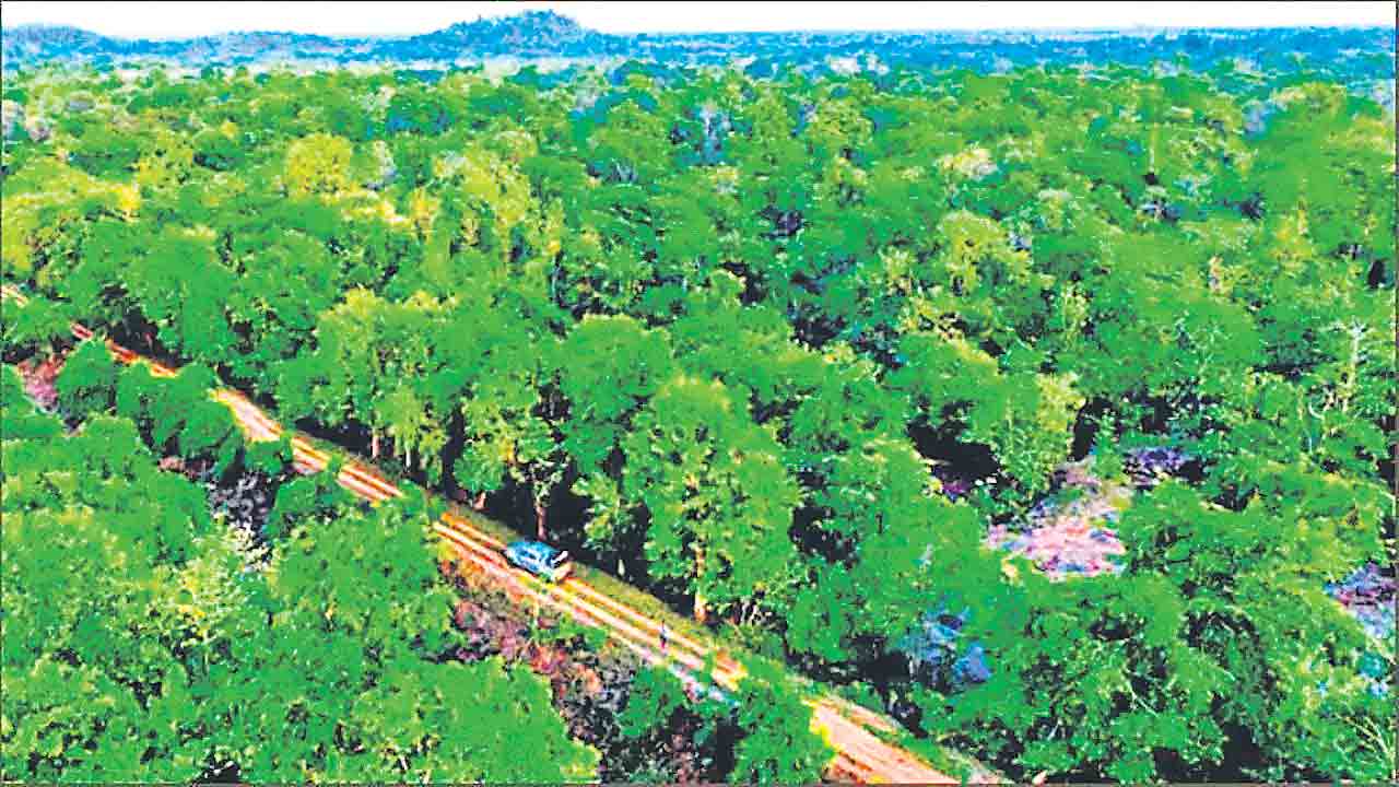 చెట్లు ఓట్ల కోసం కాదు