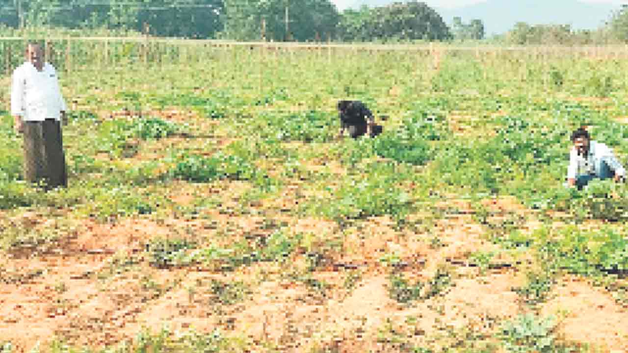 Agriculture |  సాఫ్ట్‌వేర్‌ జాబ్స్‌ వదిలి.. వ్యవసాయం చేస్తున్న కవలలు