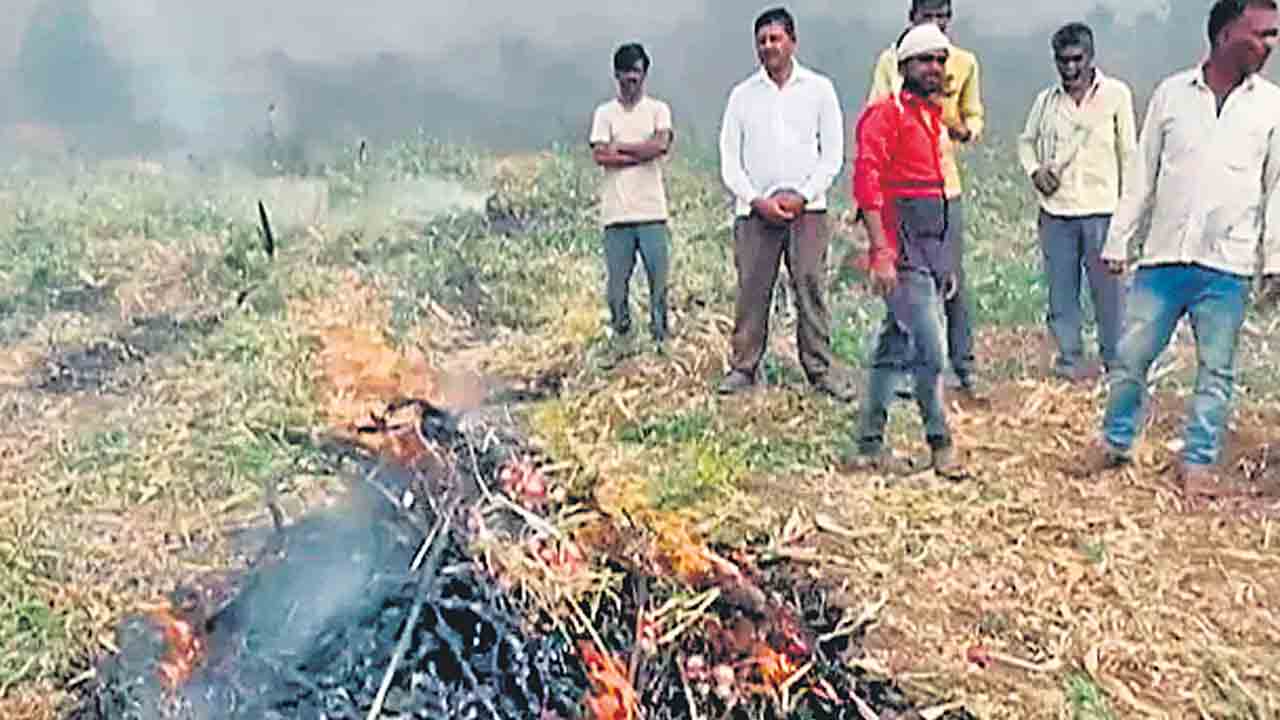 Farmers | ఉల్లి రైతులే కాదు ఆవాల రైతులు కూడా దివాలా.. పంట కొనని ప్రభుత్వం.. దోచుకుంటున్న దళారులు