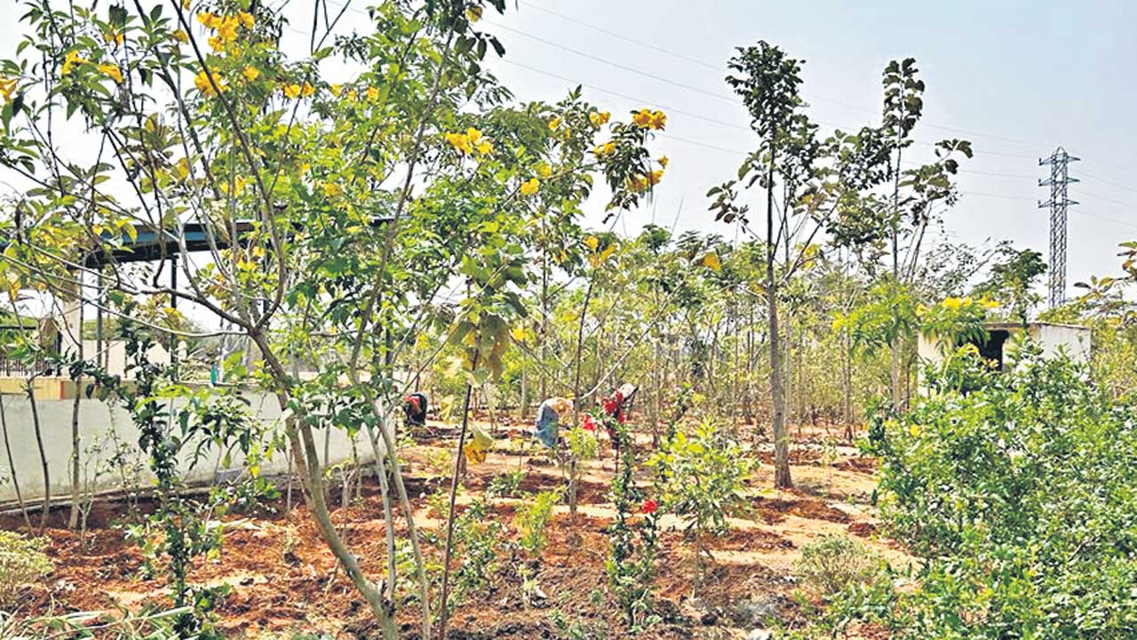 పచ్చదనంతో ప్రకృతి రమణీయత