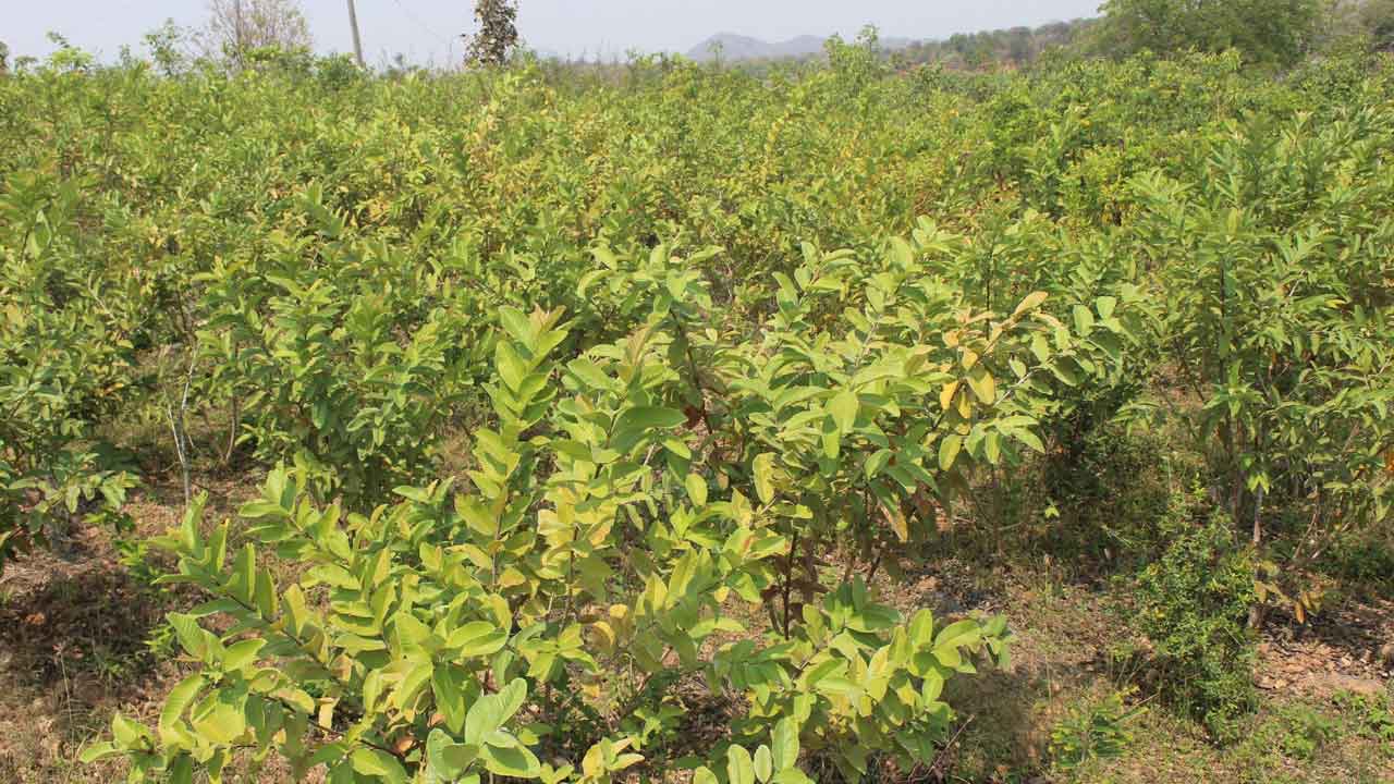 రాళ్లగుట్టపై పచ్చని వనం