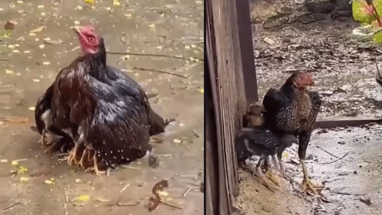 Viral Video | భారీ వ‌ర్షంలో పిల్ల‌ల‌ను కాపాడేందుకు ఆ కోడి ఏం చేసిందంటే..!