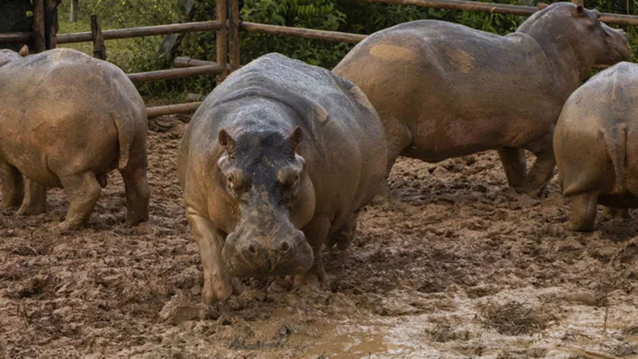 Hippos: ఎస్కోబార్ హిప్పోలు..ఇండియాకు త‌ర‌లింపు