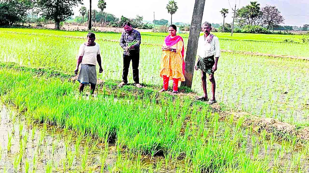 పక్కాగా సాగు లెక్క