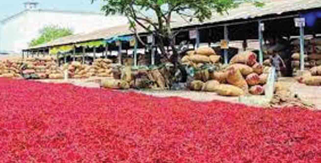 కల్లాల నిండా మిర్చి