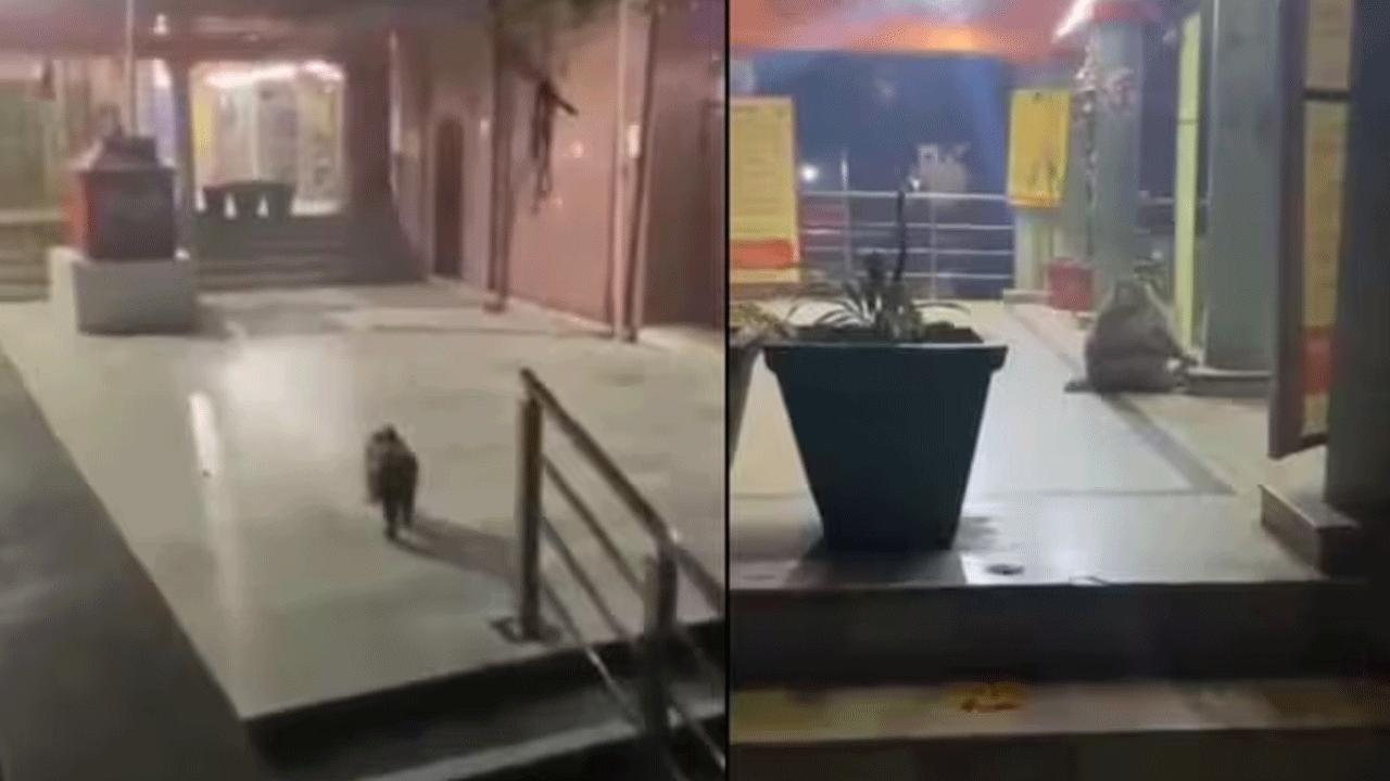 Viral Video | దైవ భక్తిలో మునిగితేలుతున్న కోతి.. రోజూ గుడికెళ్లి దండం పెట్టుకుంటున్నవీడియో వైరల్‌