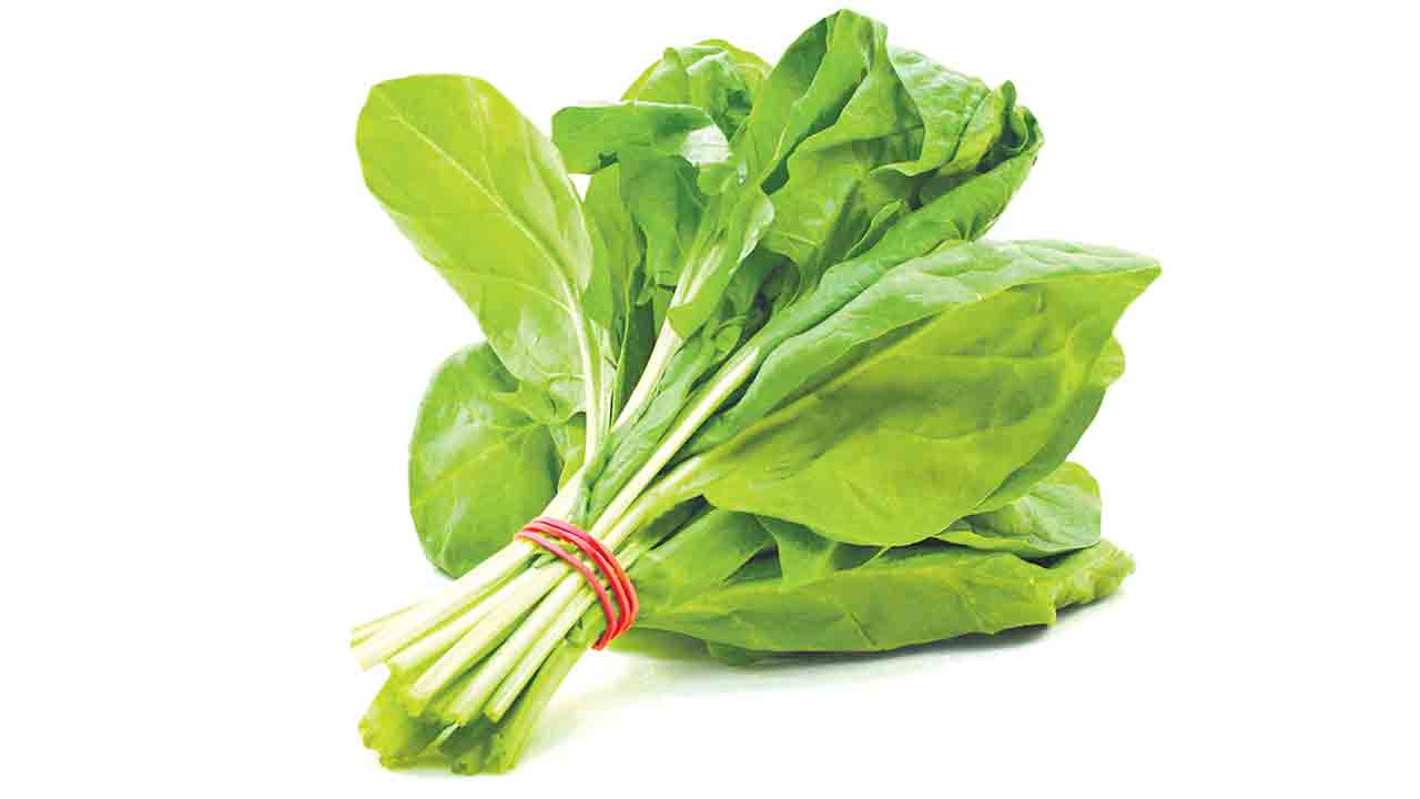 Spinach | రోజూ పాలకూర తింటే ఎంత లాభమో తెలుసా