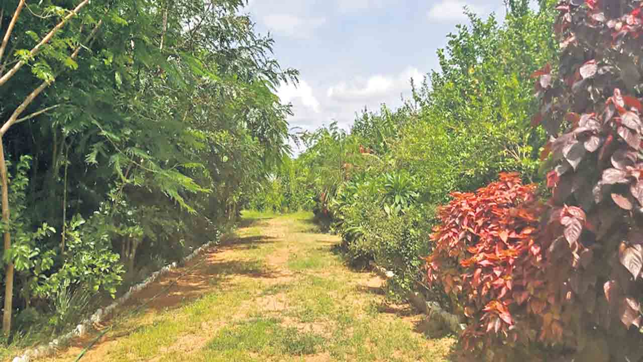 తీరొక్క మొక్కలతో