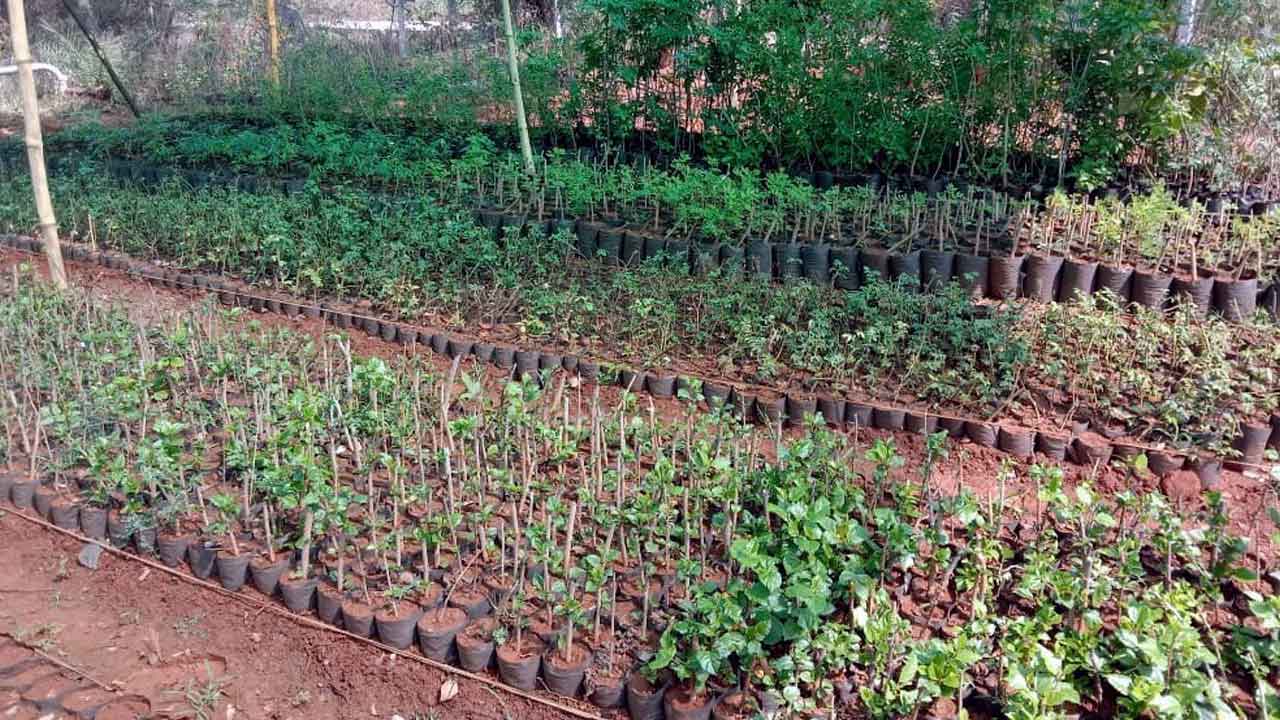 Warangal | టార్గెట్‌ 19.63లక్షలు.. వరంగల్‌ జిల్లాలో వచ్చే వానకాలంలో నాటే మొక్కల లక్ష్యం