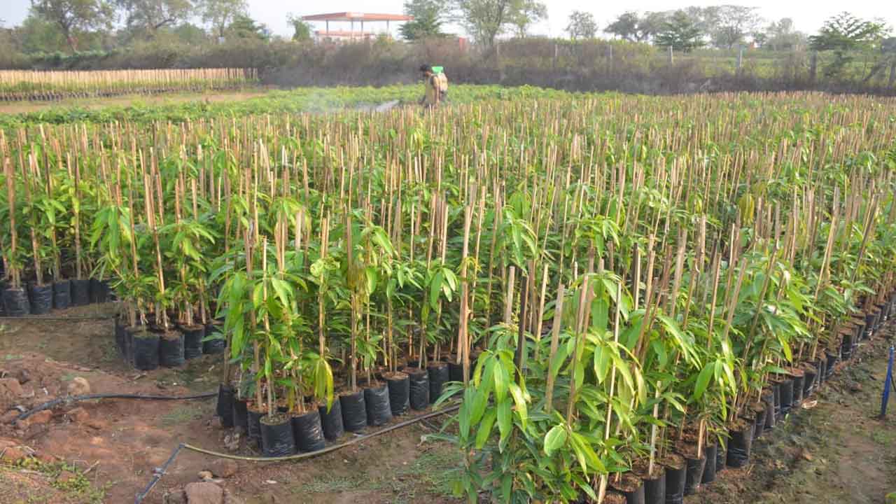 మొక్కలతో కాసుల పంట