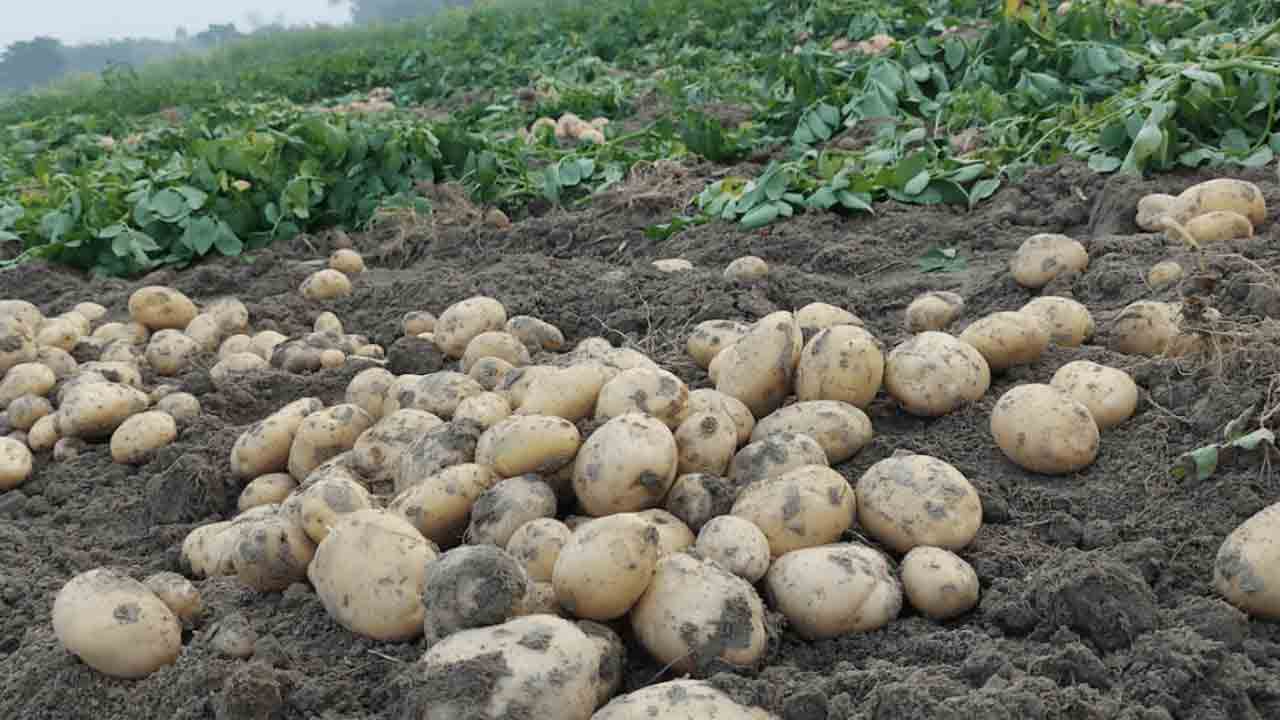 గోధుమల బదులు ఆలూ ఇవ్వండి!