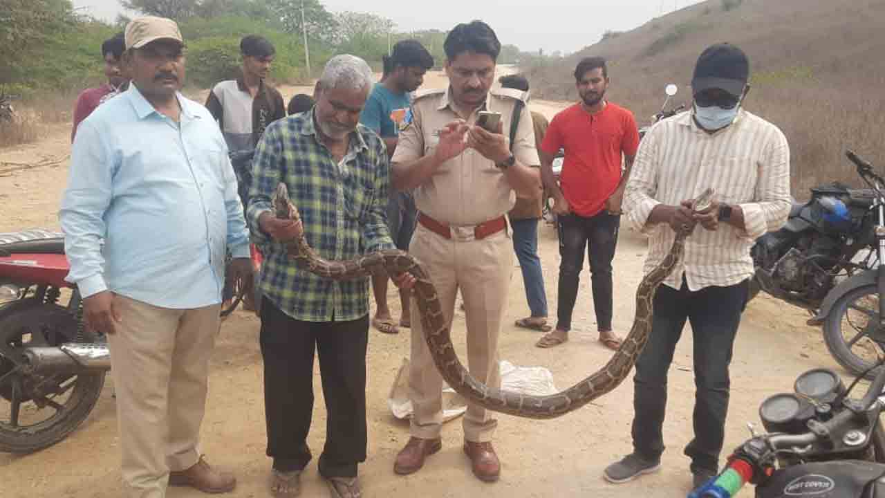 Pythons| శ్రీరాంసాగర్‌ ప్రాజెక్ట్‌ వద్ద కొండచిలువల కలకలం