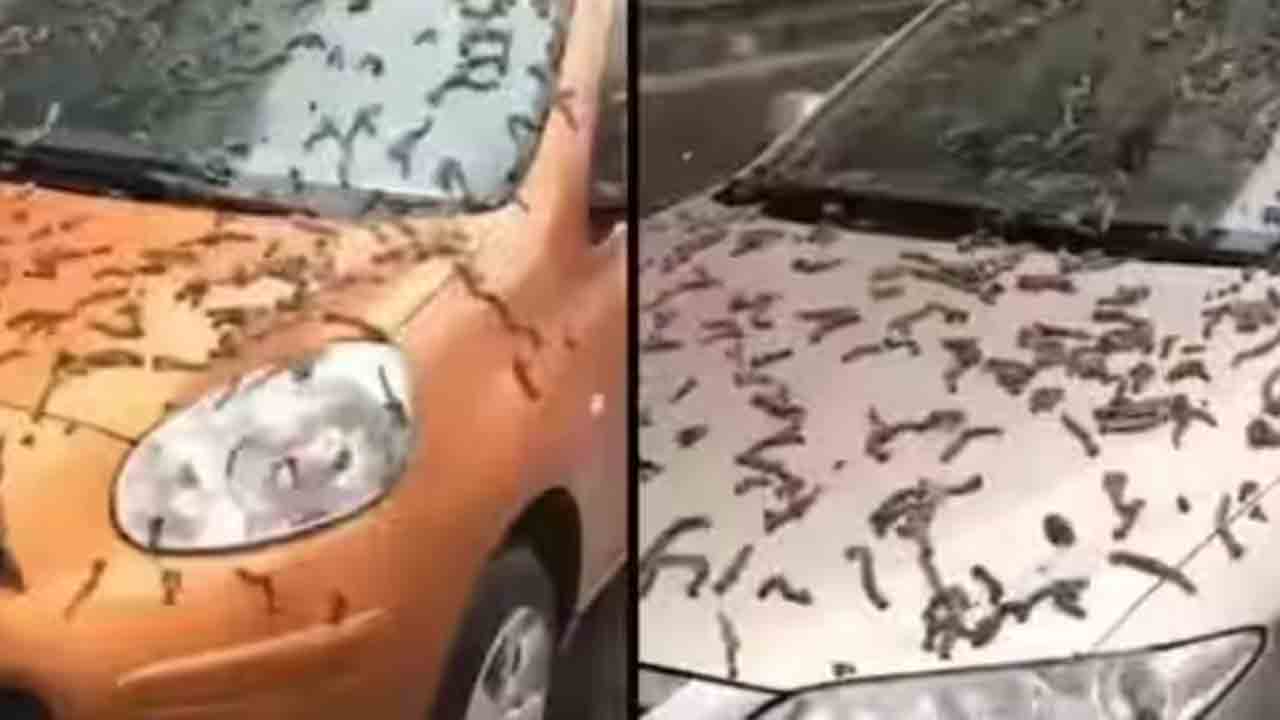 Worms Rain | చైనాలో పురుగుల వర్షం!.. వీడియో వైరల్‌