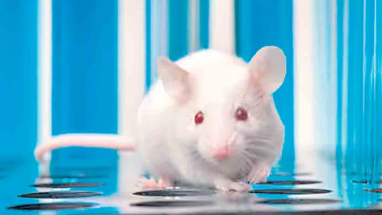 ఇద్దరు పురుషులు బిడ్డకు జన్మనివ్వొచ్చు!