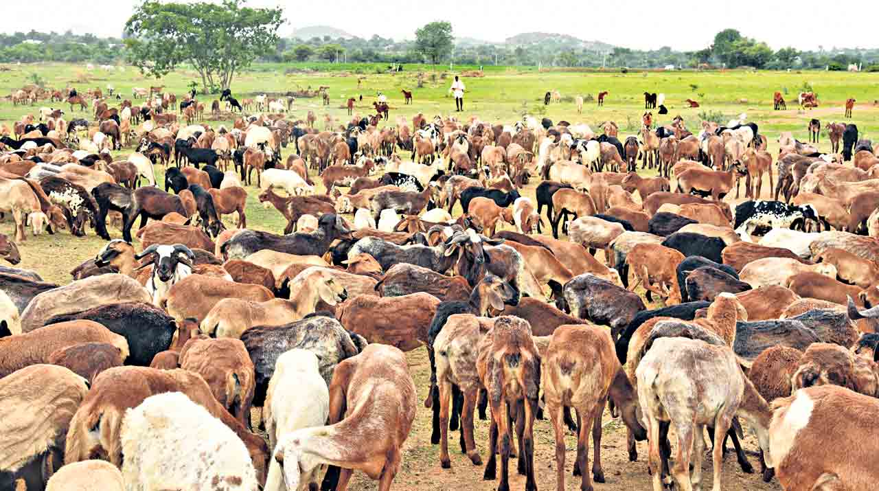 రెండో విడతలో 3.38 లక్షల గొర్రెల పంపిణీ