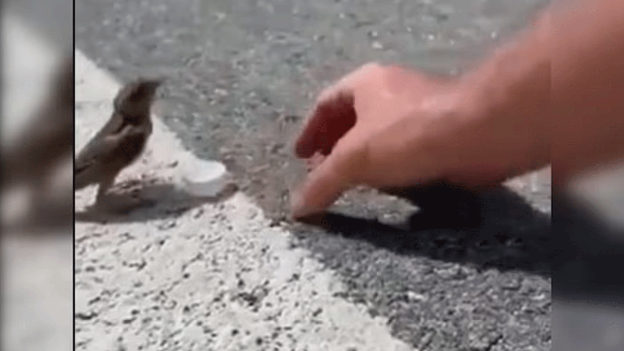 Viral Video | పిచ్చుక దాహం తీర్చిన సైక్లిస్ట్‌