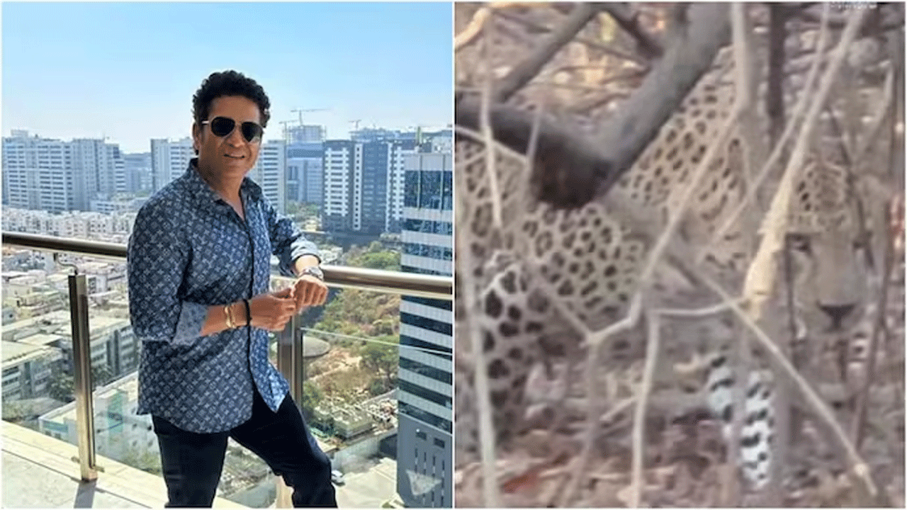 Viral Video | జంగిల్ సఫారీలో చిరుత వీడియోను షేర్ చేసిన సచిన్ టెండూల్కర్