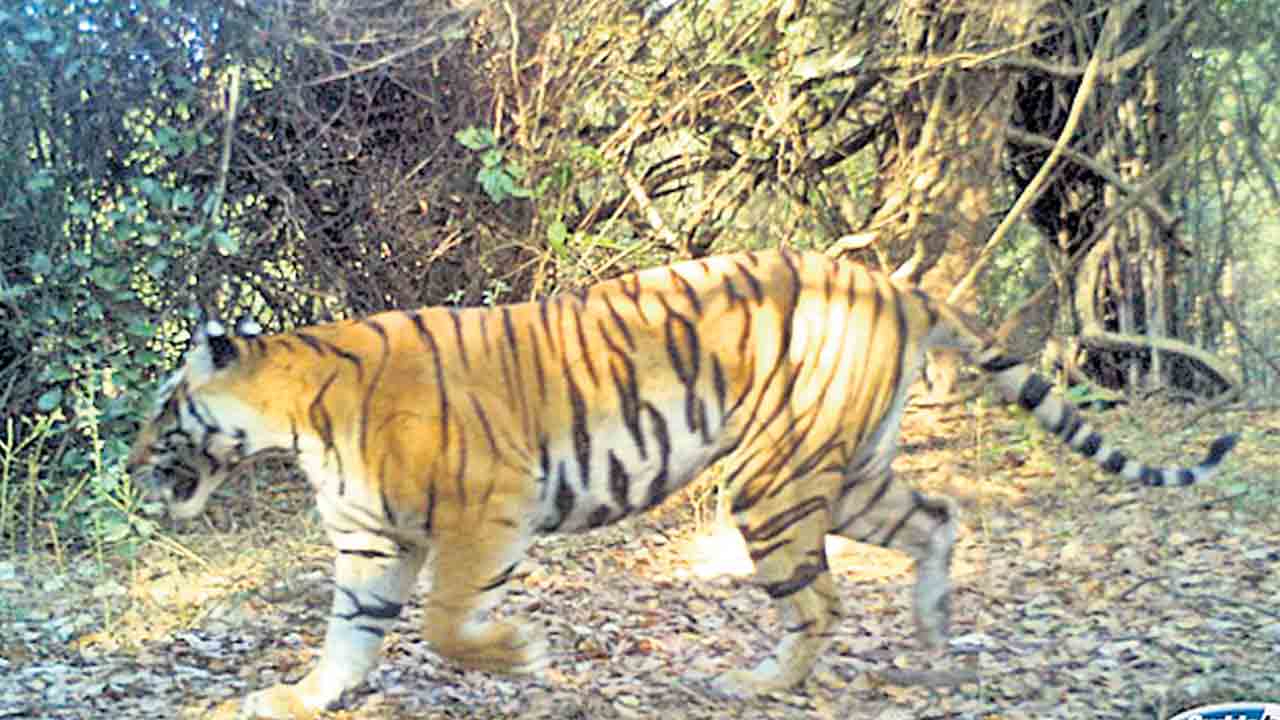 ఆంధ్రా నుంచి తల్లి పులి రాక?