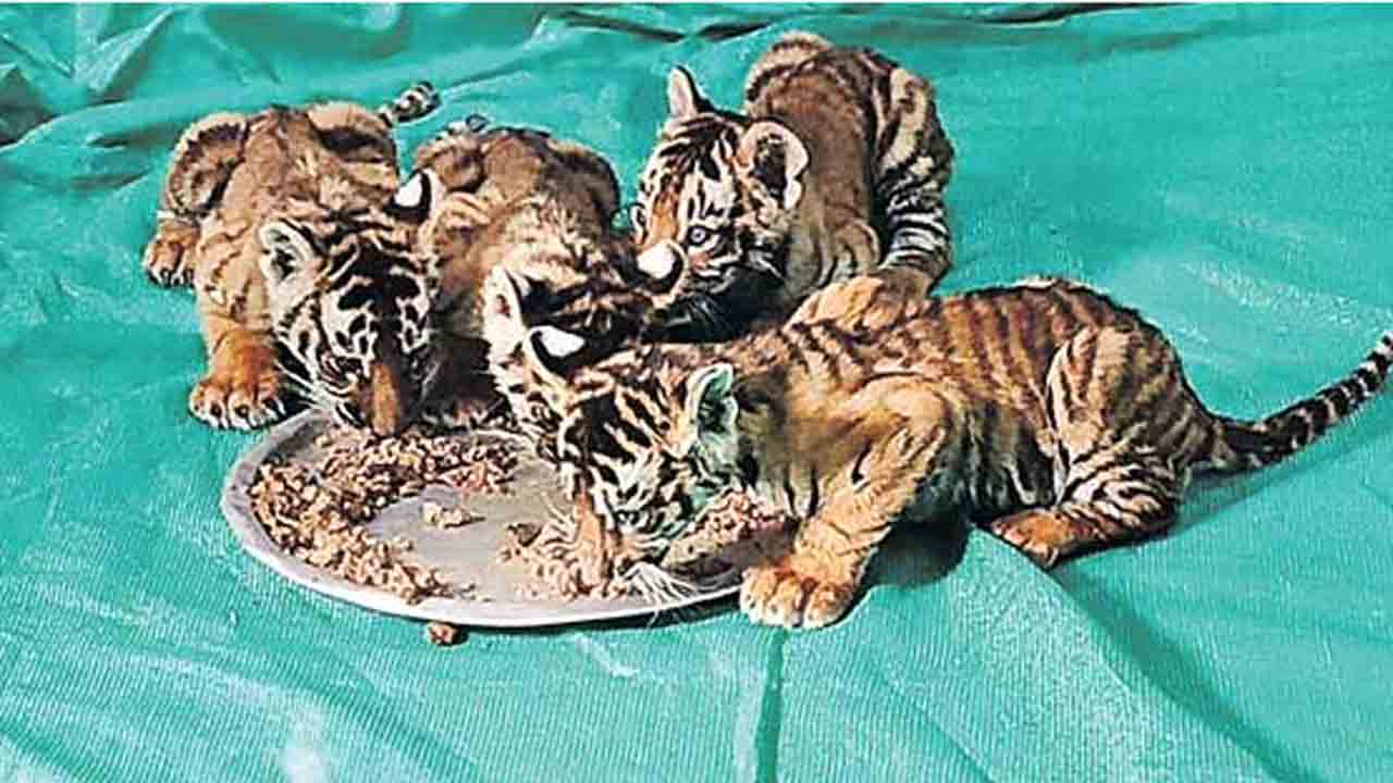 Tiger | న‌ల్ల‌మ‌ల్ల అడ‌వుల్లో ఆప‌రేష‌న్ మ‌ద‌ర్ టైగ‌ర్ విఫ‌లం