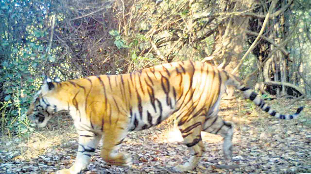Tiger | ఏపీ నుంచి నల్లమలకు తల్లి పులి ?.. కొల్లాపూర్‌ సమీప అడవిలోకి ప్రవేశం !