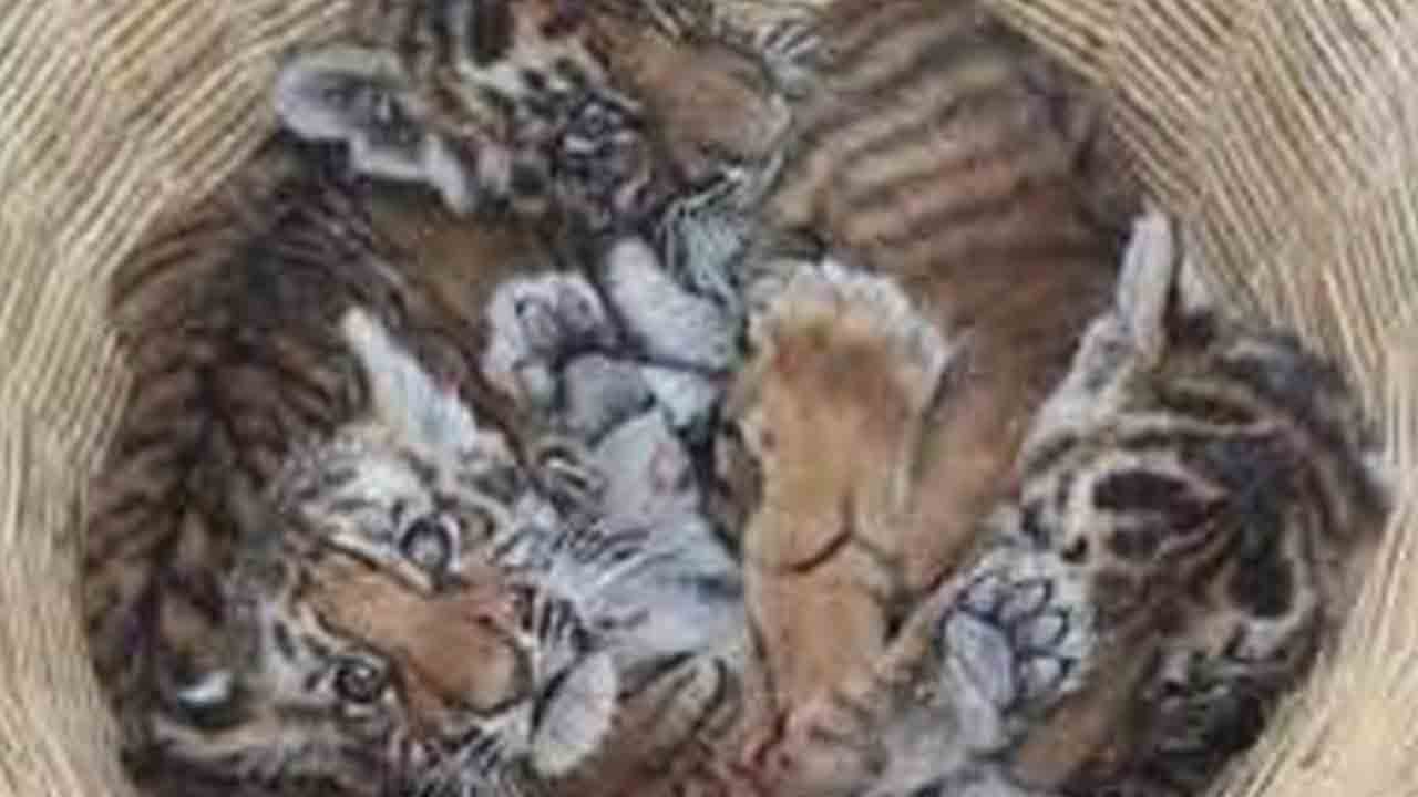 ఆపరేషన్‌ మదర్‌ టైగర్‌ విఫలం