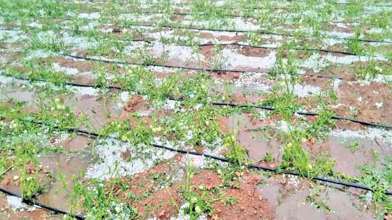 అకాల నష్టం