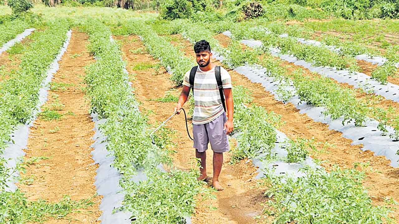 కూరగాయల పంట లాభాలు ఇంట.. జొన్న, పత్తి, కందులతో పోటీగా సాగు