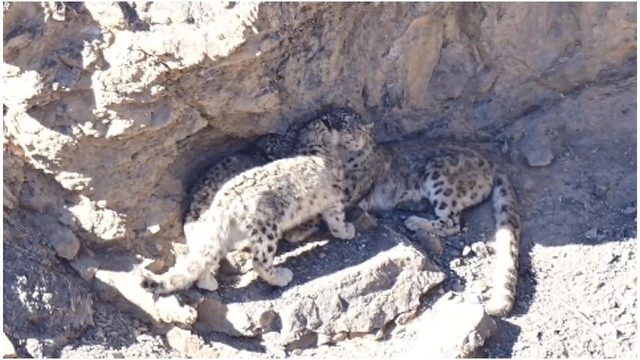 Viral Video | మంచు ప‌ర్వ‌తాల్లో తిరుగాడిన చిరుత‌లు..!