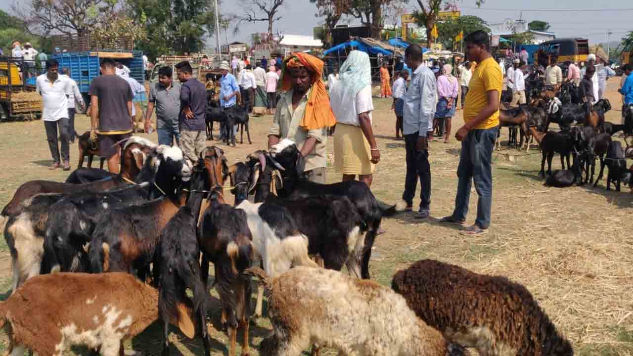 గొర్రెల పంపిణీ.. రెండో విడుతకు రెడీ