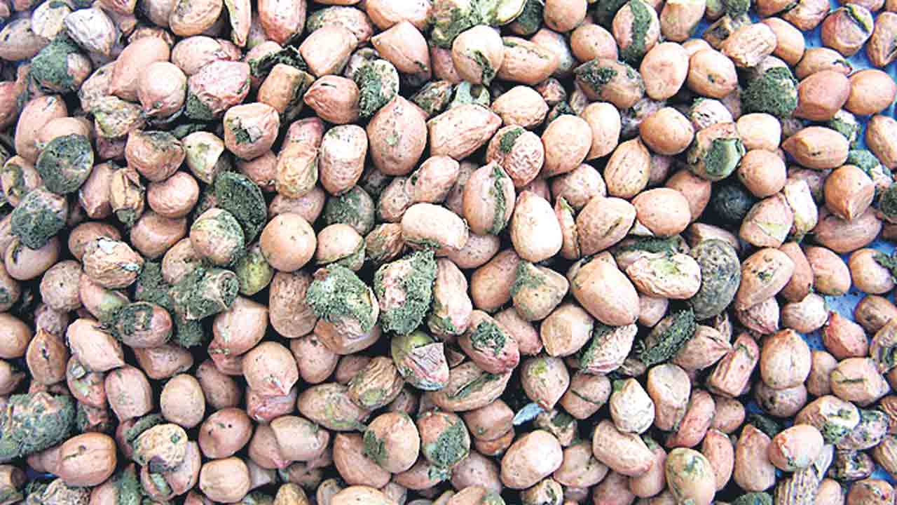 పంటల్లో క్యాన్సర్‌ కారకాలకు ఇక్రిశాట్‌ చెక్‌